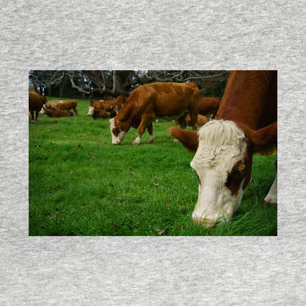 Cattle grazing in typical agricultural image in New Zealand. by brians101